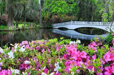 Magnolia Plantation and Gardens