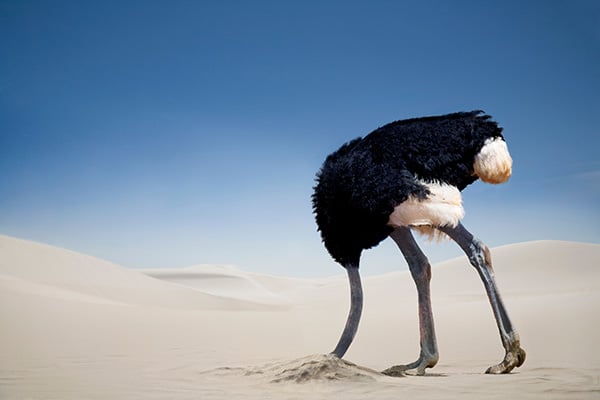 Ostrich burying head in the sand