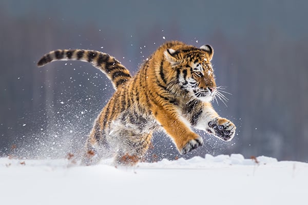 Siberian Tiger running in snow