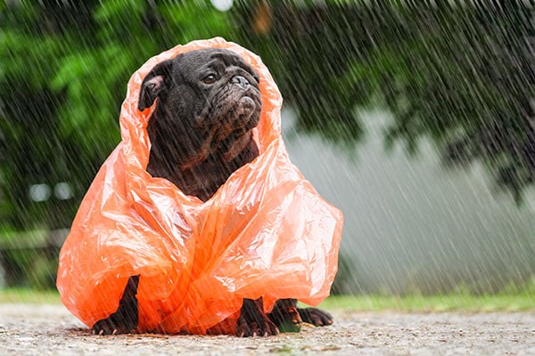 Pug dog wearing orange raincoat Rain Photography