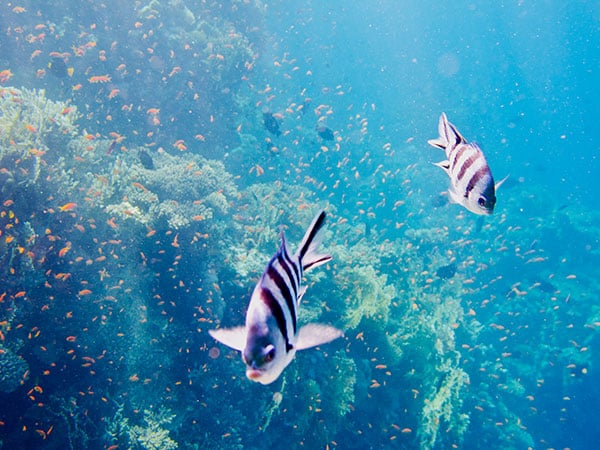 Shallow coral reef and red tropical fish