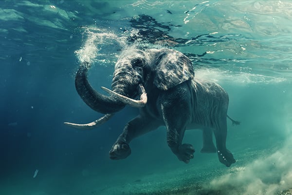 Swimming Elephant Underwater