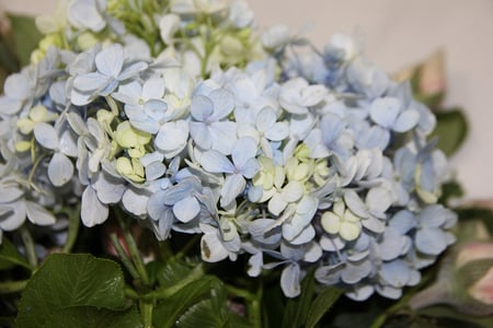Hydrangeas