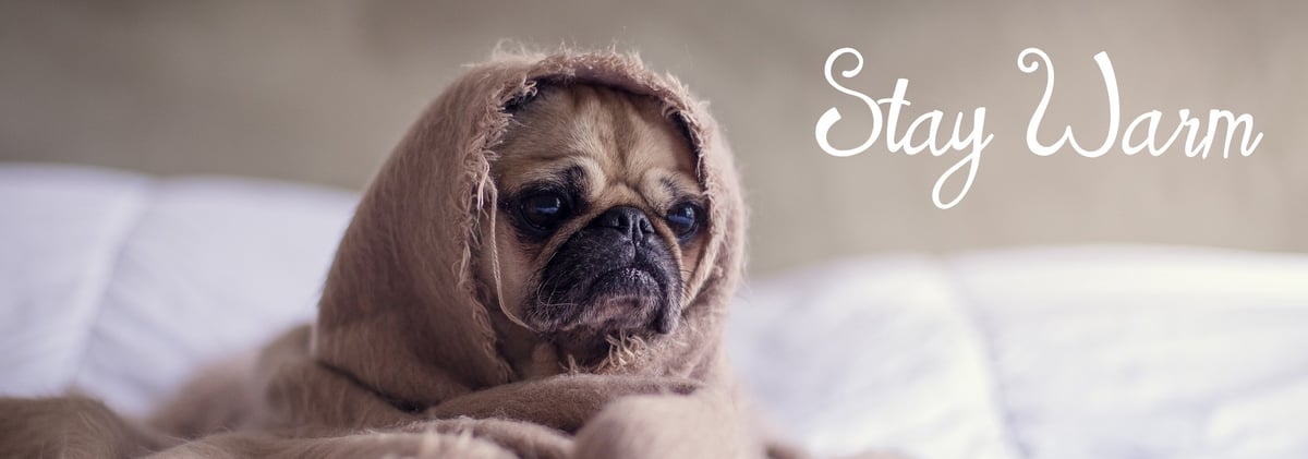 pug-1210025_1920 (stay warm)