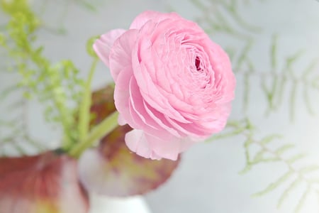 Ranunculus